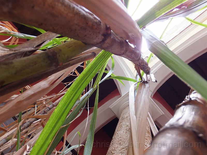 DSCF6550.JPG