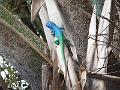 DSCF6642