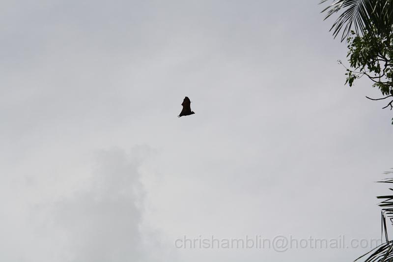 IMG_3087.JPG