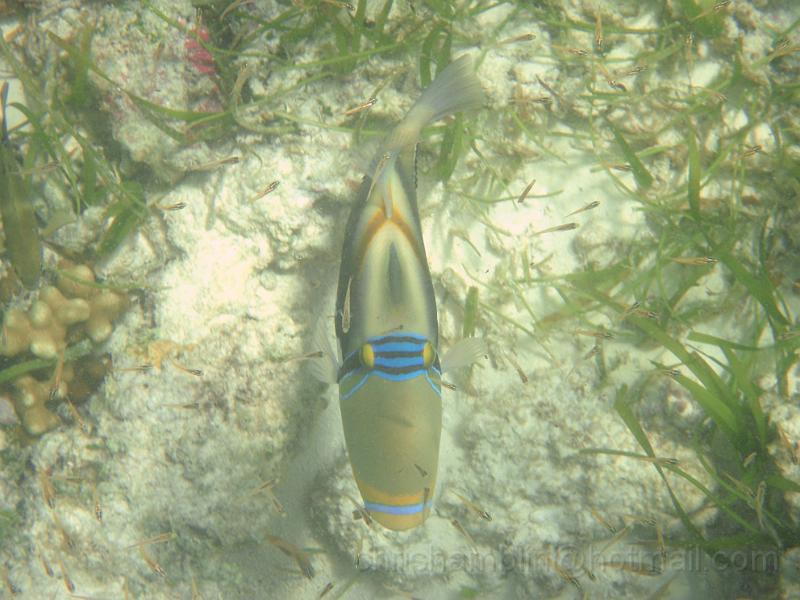Image4.jpg