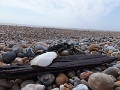 DSCF6767